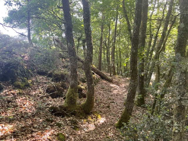 Les Rex Runners - Sous bois autour des Grées de Malansac